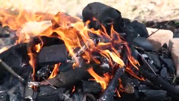 Arderea în focul de tabără din pădure din crengi uscate . — Videoclip de stoc