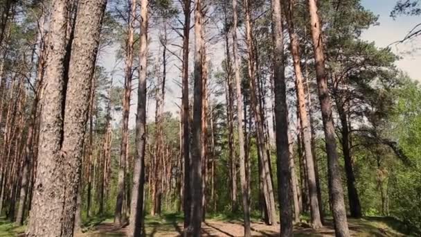 Vue sur la route forestière et les nuages .