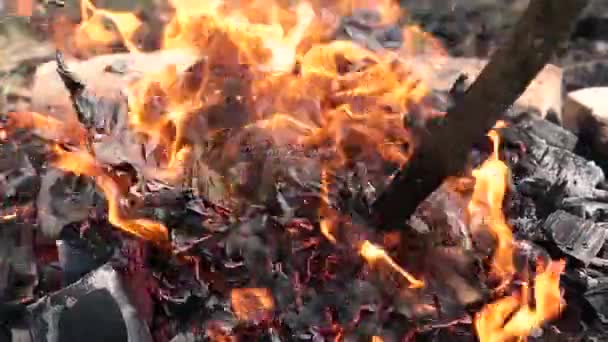Arderea în focul de tabără din pădure din crengi uscate . — Videoclip de stoc