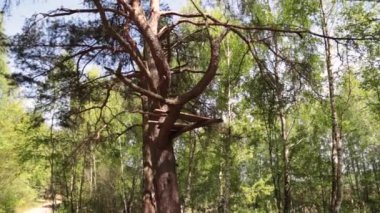 Orman yolu ve bulutlar.