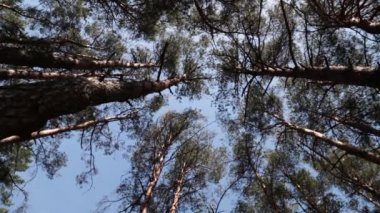 Orman yolu ve bulutlar.