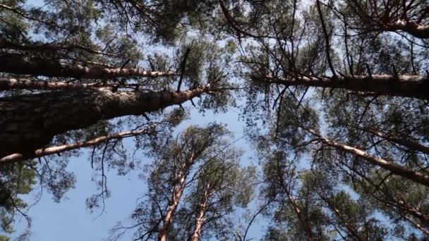 Vue sur la route forestière et les nuages .