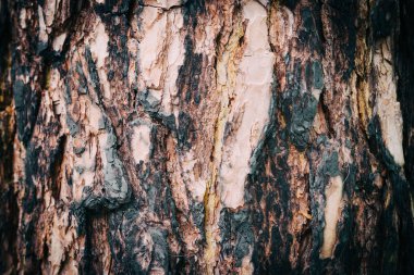 Ormandaki bir ağaç kabuğu kuru doku