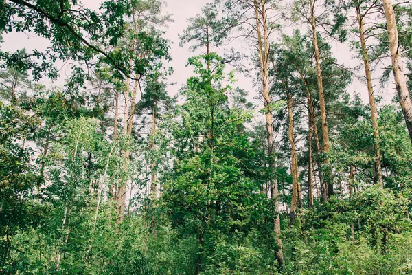 Vista inferior de árboles altos y viejos en el bosque primitivo de hoja perenne — Foto de Stock