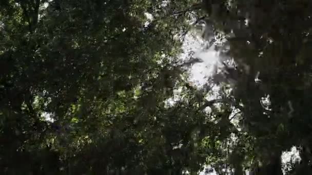 Les rayons du soleil brillent à travers les branches des arbres . — Video