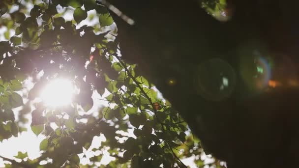 Les rayons du soleil brillent à travers les branches des arbres . — Video