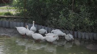 Evcil beyaz kazlar büyük bir su birikintisinde yıkanır..