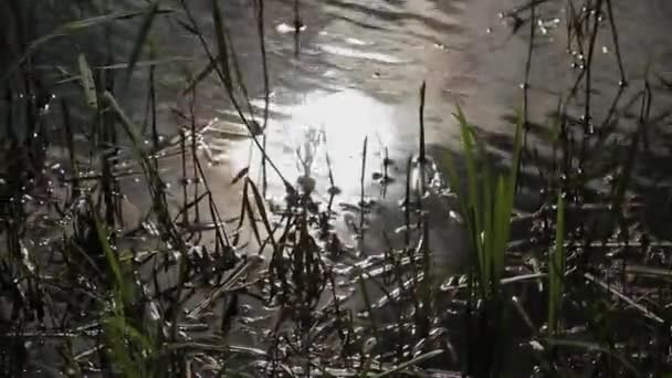 Heldere reflectie van de zon in het meerwater. — Stockvideo