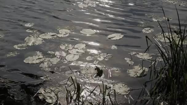 Brillante reflejo del sol en el agua del lago . — Vídeos de Stock