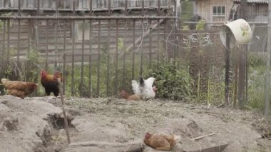 Beautiful domestic hens walk around the yard.