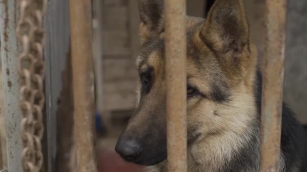 Droevige herder in een kooi in een dierenasiel. — Stockvideo