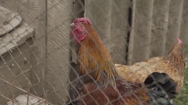 Red-headed home live chicken walks around the yard. — Stock video