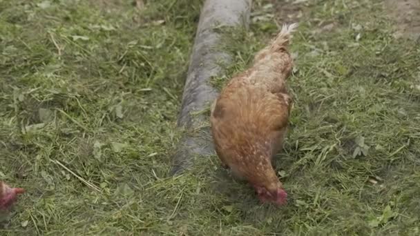 Red-headed home live chicken walks around the yard. — Stok video