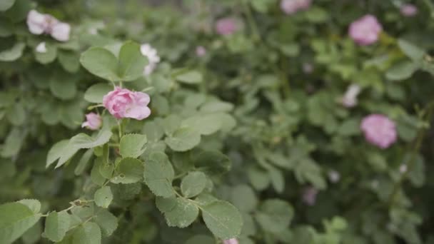 Home rose bushes in the yard. — ストック動画