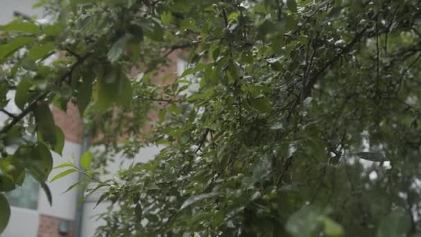 Groene bladeren van een boom in de regen. — Stockvideo