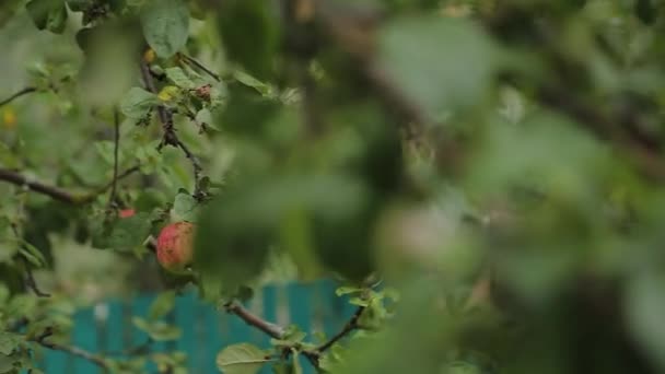 Hemlagat äpple på ett träd i äppelodlingen. — Stockvideo