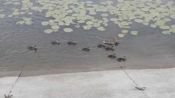 Szara kaczka i małe kaczątka pływają po jeziorze. — Wideo stockowe