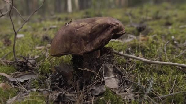 可食用森林蘑菇棕帽在绿苔中生长在夏林中的肉芽图。用自然绿色背景在森林中关闭蘑菇。木制品蘑菇. — 图库视频影像