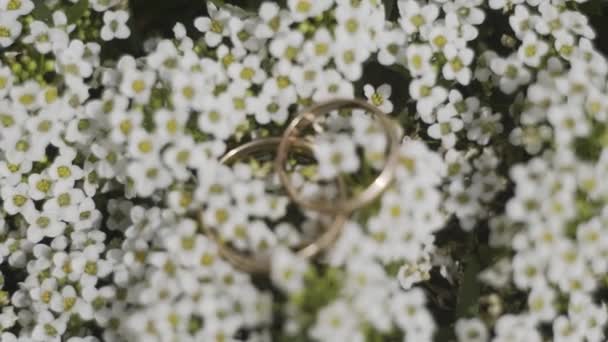 Goldene Trauringe auf weißen Blumen. — Stockvideo