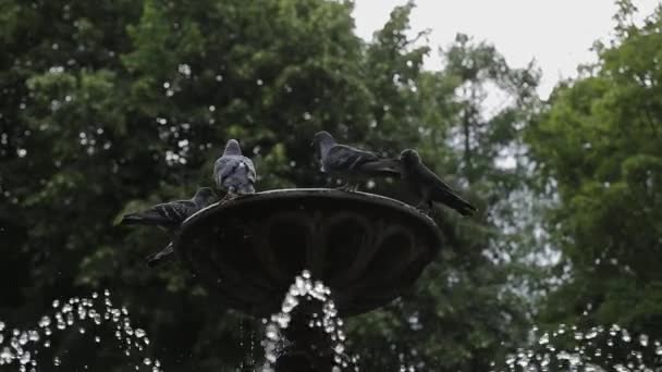 Gray city pigeons at the fountain. — Stock Video