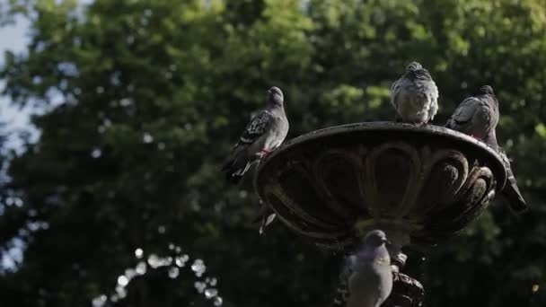 Palomas grises en la fuente . — Vídeos de Stock