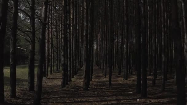 Beau vol au cœur de la forêt .