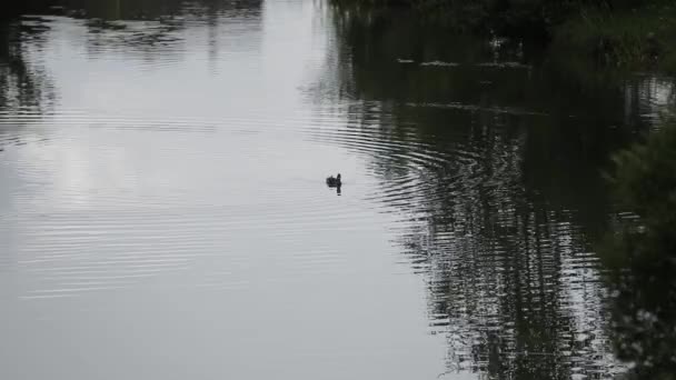 Дикая утка плавает по озеру . — стоковое видео
