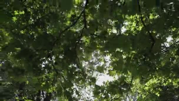 Die Strahlen der Sonne scheinen durch die Äste der Bäume. — Stockvideo