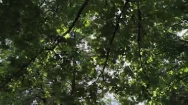 Güneş ışınları ağaçların dallarında parıldıyor..