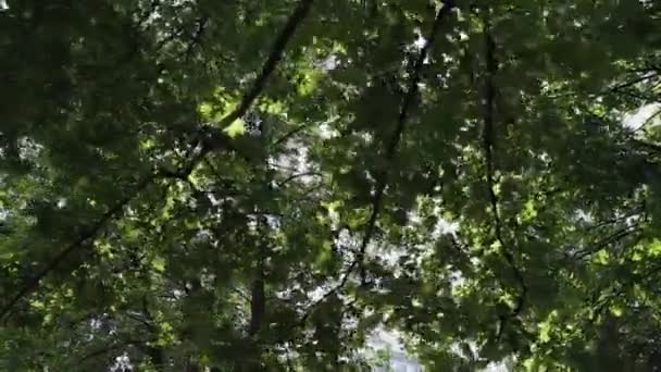 Les rayons du soleil brillent à travers les branches des arbres . — Video
