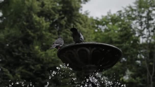 Szare gołębie miejskie przy fontannie. — Wideo stockowe