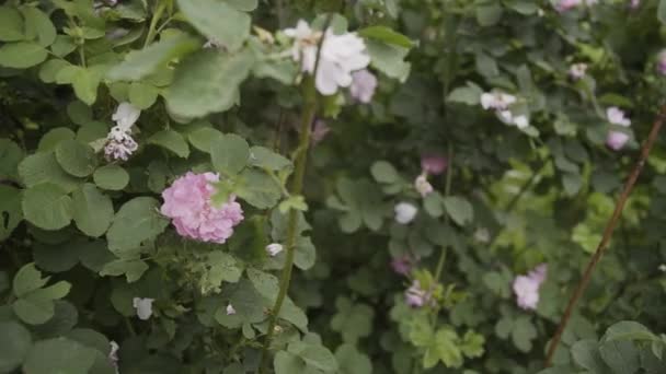 Home rose bushes in the yard. — Stock Video