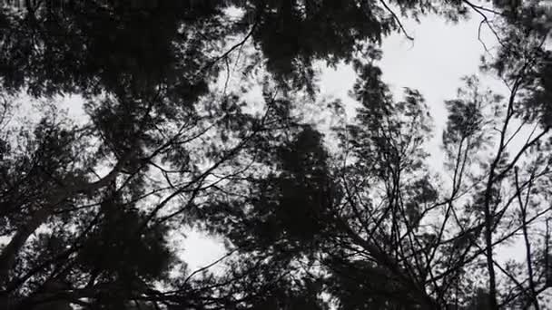 Les rayons du soleil brillent à travers les branches des arbres .