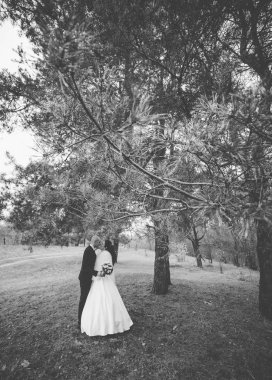 Mutlu gelin ve damat çam ağacının yanında durun ve sarılın..