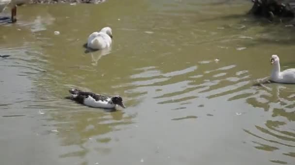 Les oies blanches domestiques se baignent dans une grande flaque . — Video