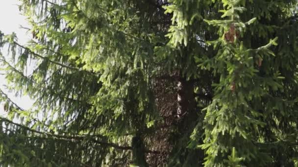 Belos ramos verdes comeram em um dia ensolarado . — Vídeo de Stock