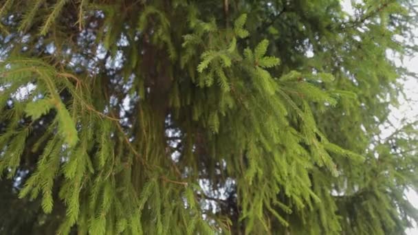 Hermosas ramas verdes comieron en un día soleado . — Vídeos de Stock