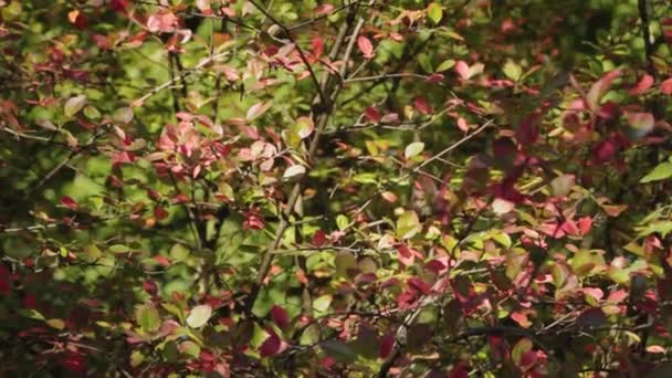 Feuilles vertes d'un buisson dense par une journée ensoleillée . — Video