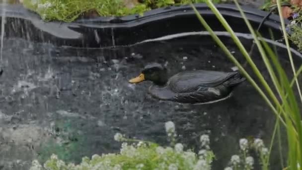 Чёрная искусственная утка в искусственном водохранилище . — стоковое видео