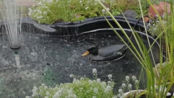 Canard noir artificiel dans un réservoir artificiel . — Video