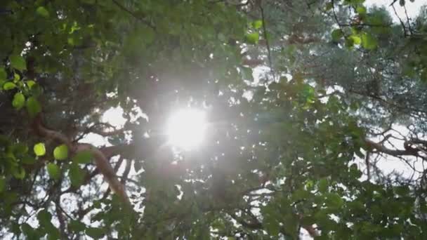Jaskrawe promienie słońca przez gałęzie drzewa. — Wideo stockowe