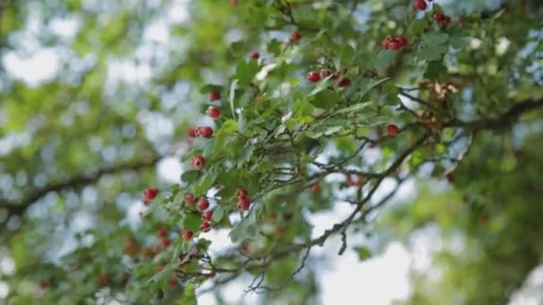 Gyönyörű fa vörös bogyókkal az ágakon. — Stock videók