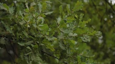 Ağaçtaki güzel yeşil yapraklar.