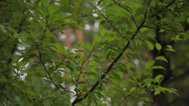 Belles feuilles vertes sur un arbre. — Video