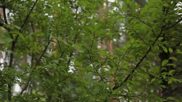 belles feuilles vertes sur un arbre.