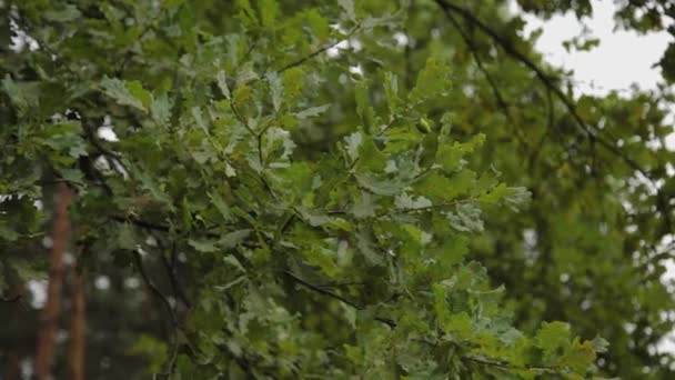 Красивые зеленые листья на дереве. — стоковое видео