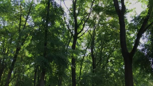 Green crowns of trees against the sky. — Stock Video