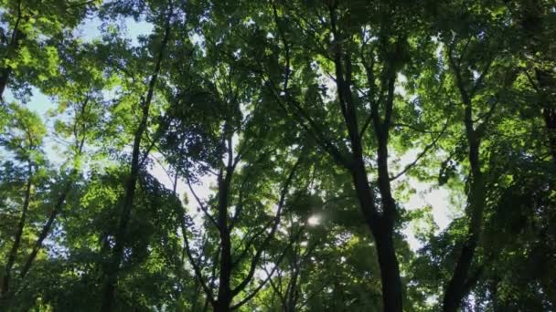 Couronnes vertes d'arbres contre le ciel. — Video