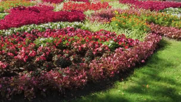 Hermosa cama de flores en el parque en un día de verano . — Vídeo de stock