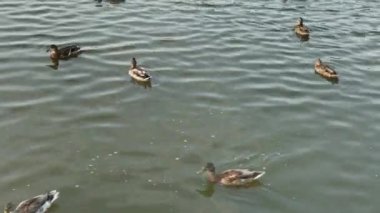 Yaban ördekleri yüzme havuzunda.
